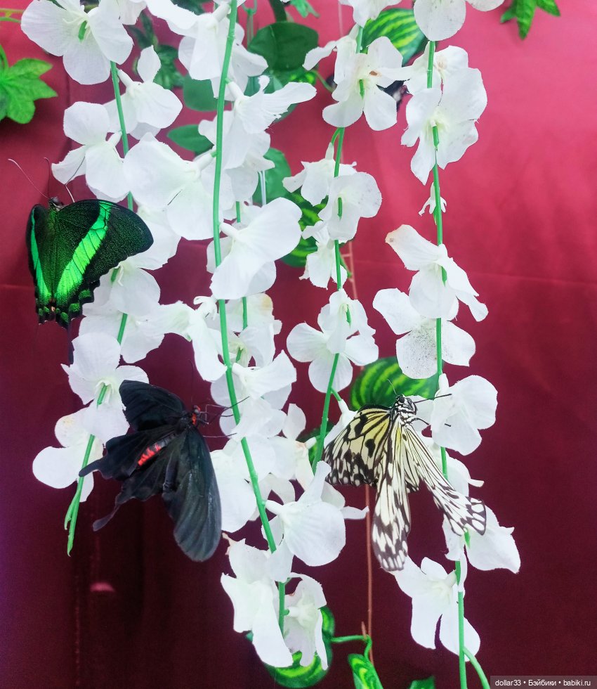 Как Фоксик ходил в гости к бабочкам (фото 4)