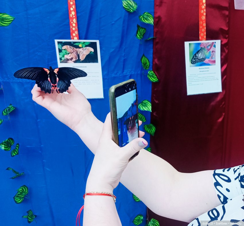 Как Фоксик ходил в гости к бабочкам (фото 2)