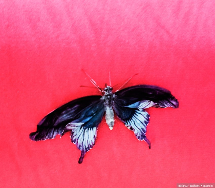 Как Фоксик ходил в гости к бабочкам