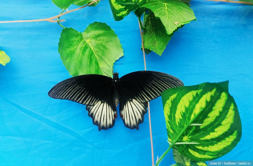 Как Фоксик ходил в гости к бабочкам