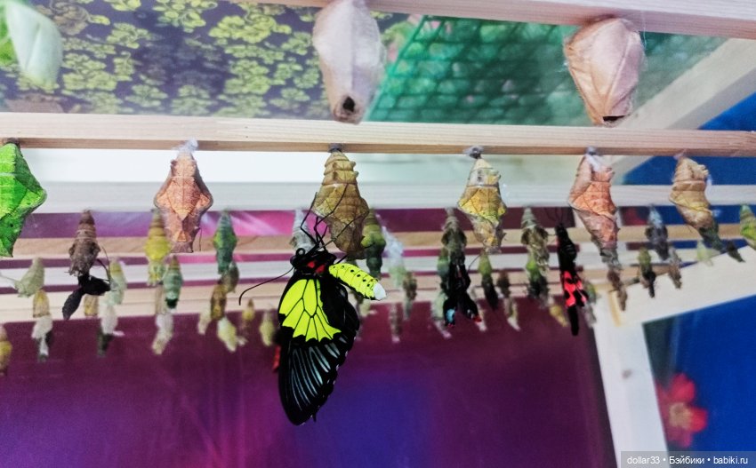 Как Фоксик ходил в гости к бабочкам (фото 8)