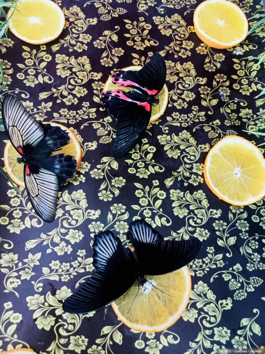 Как Фоксик ходил в гости к бабочкам