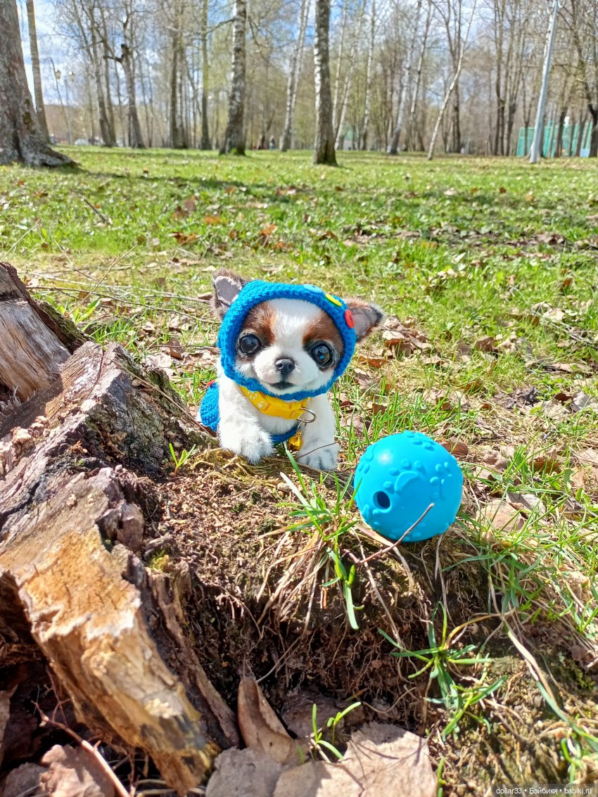 Малыш. Первая прогулка — Домашние фото авторских игрушек: Тедди (фото 7)