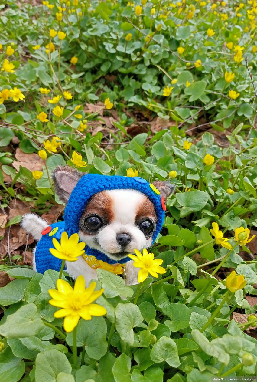 Малыш. Первая прогулка — Домашние фото авторских игрушек: Тедди