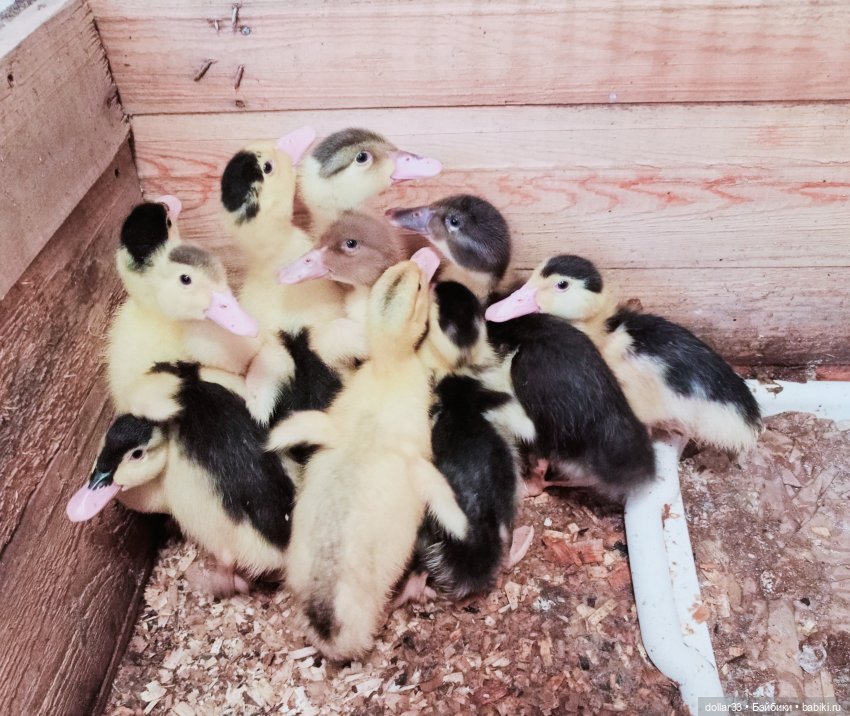 Прогулка Миланы в начале Весны (фото 9)