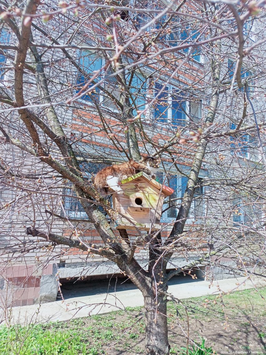 Прогулка Миланы в начале Весны (фото 6)