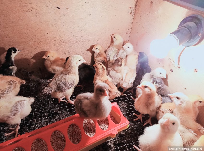 Прогулка Миланы в начале Весны (фото 8)