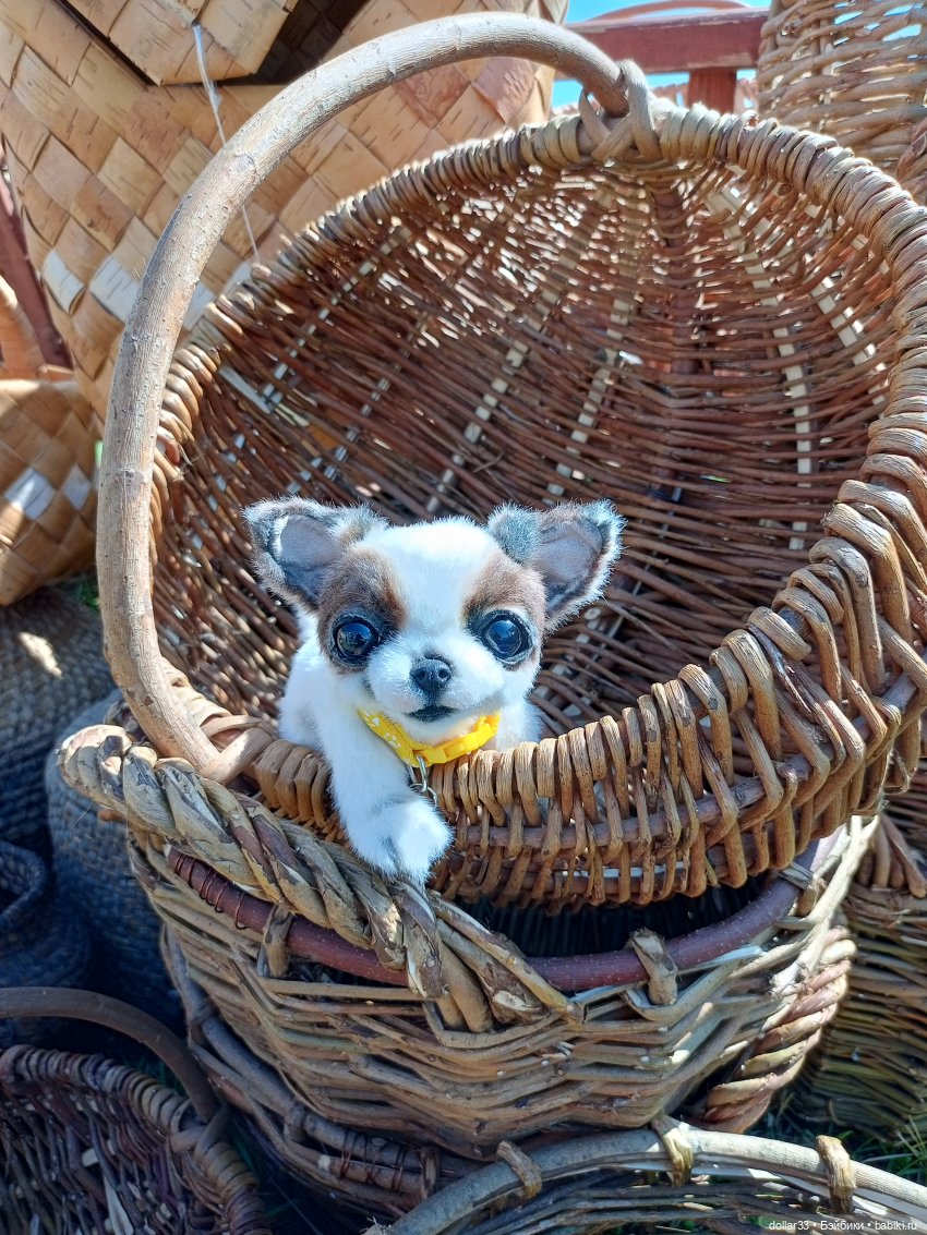 Дружок. Молодинская битва