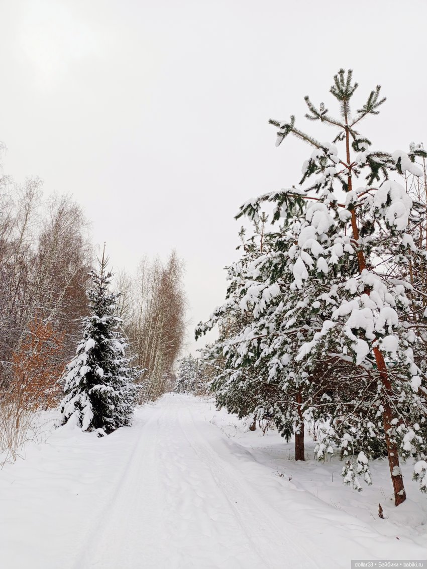 Предновогоднее. Как Мишка за ёлочкой в лес ходил (фото 5)