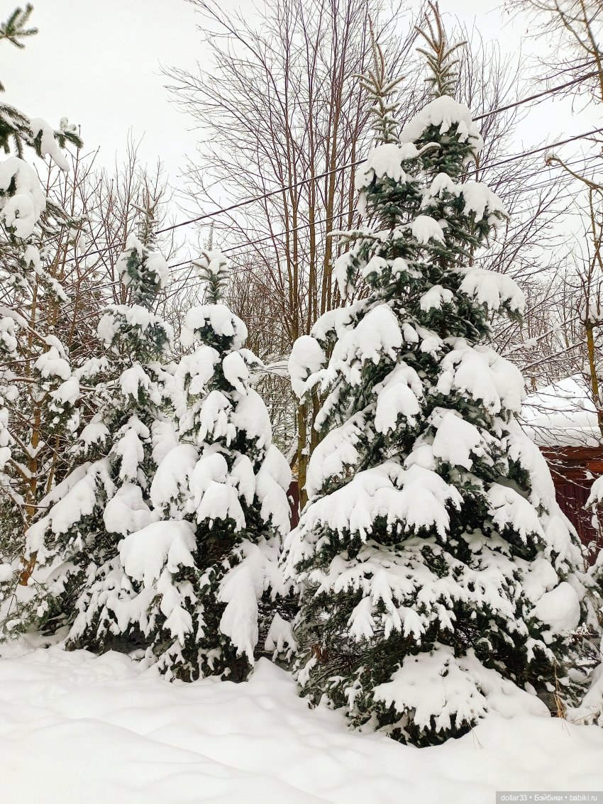 Предновогоднее. Как Мишка за ёлочкой в лес ходил (фото 4)