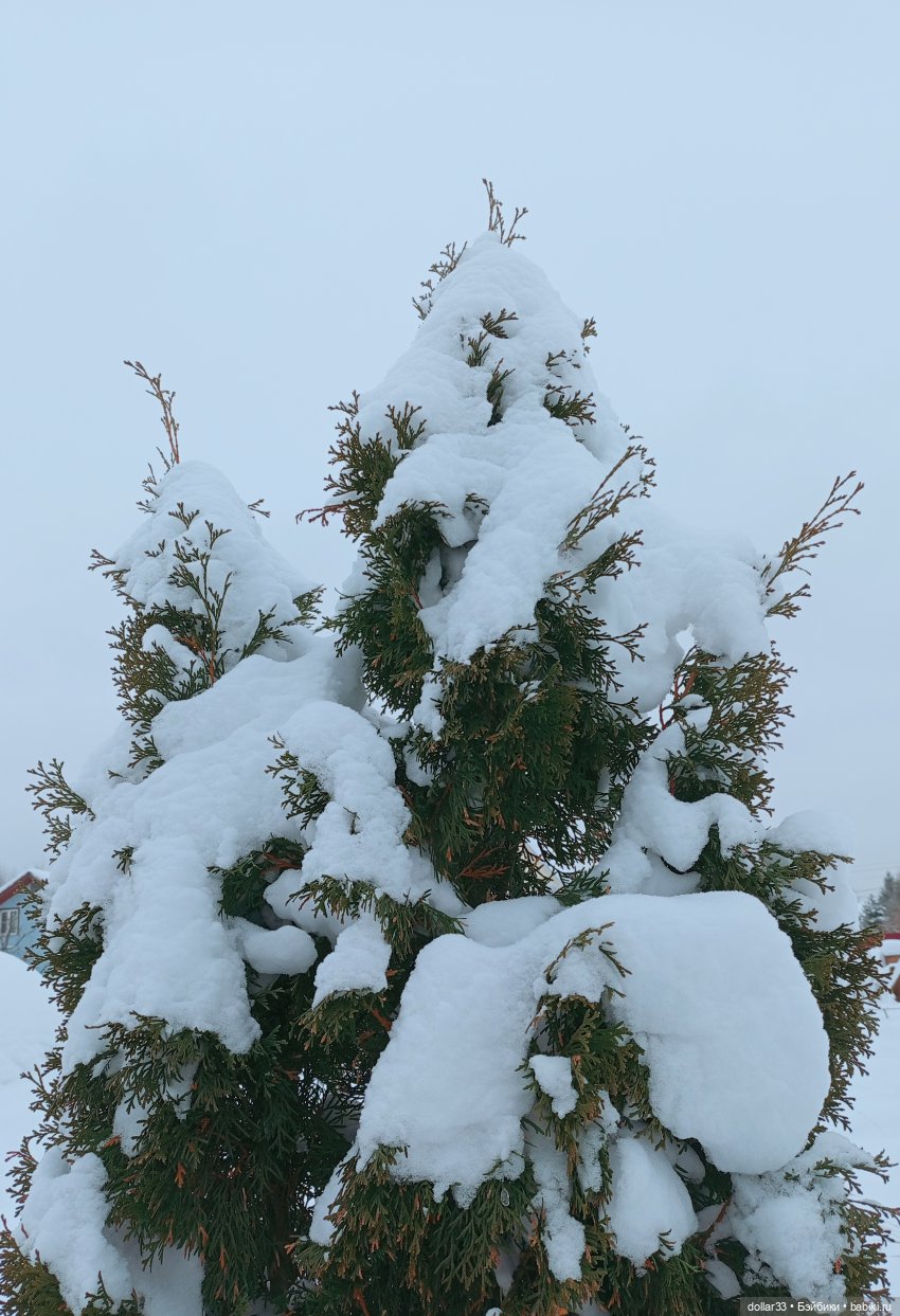 Фоксик и Ворона. Зима — Домашние фото авторских кукол: личные коллекции (фото 8)