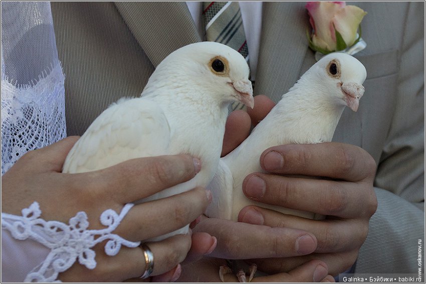 В день свадьбы — Куклы Hildegard Gunzel (Гюнцель) из винила: Gotz