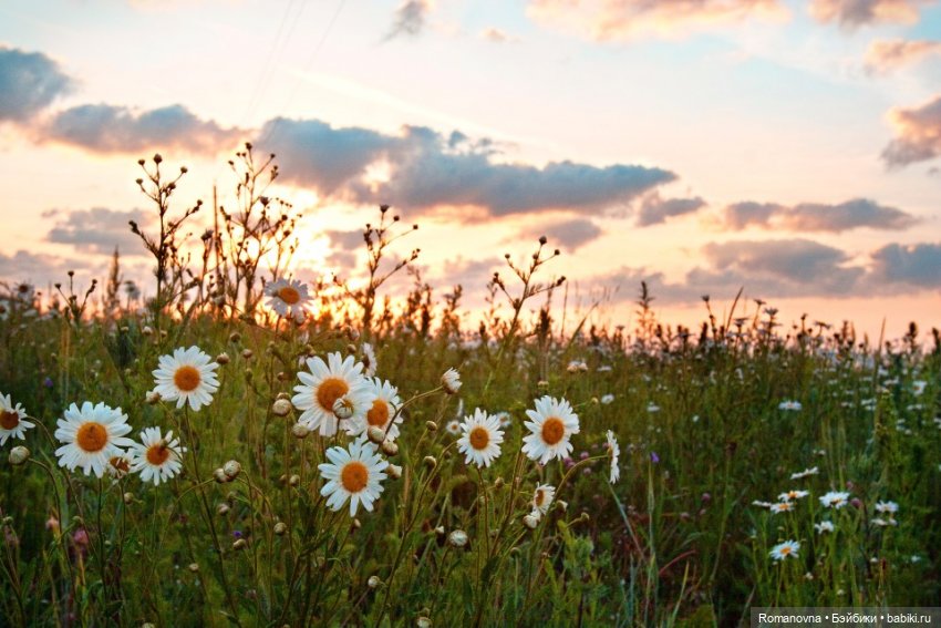 Дачная жизнь четверых подружек