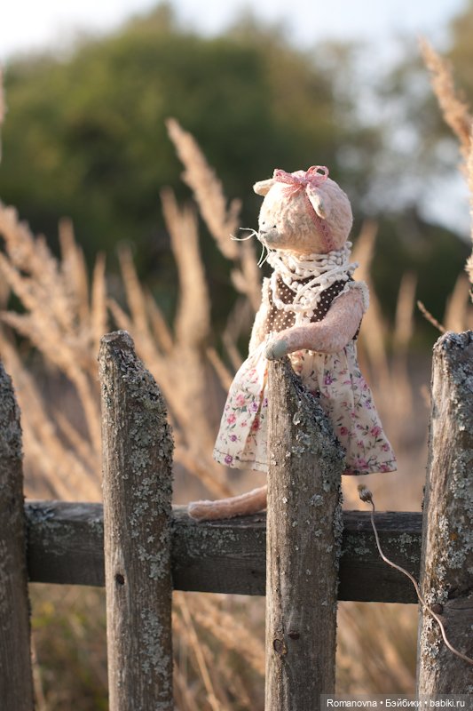 Семейство кошачьих на природе (фото 4)