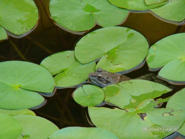 Моя Лена ( Lena Kidz`n`Cats) на Чёрном море (фото 5)