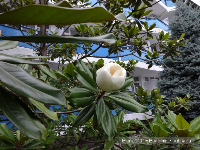 Первое путешествие Риты. Henriette Limited Edition 162/300, Kidz-n-Cats