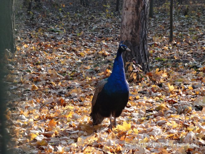 "Золотая осень и моя золотая девочка". Australian Girl Matilda (фото 8)