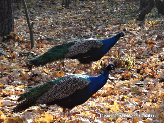 Australian Girl Matilda