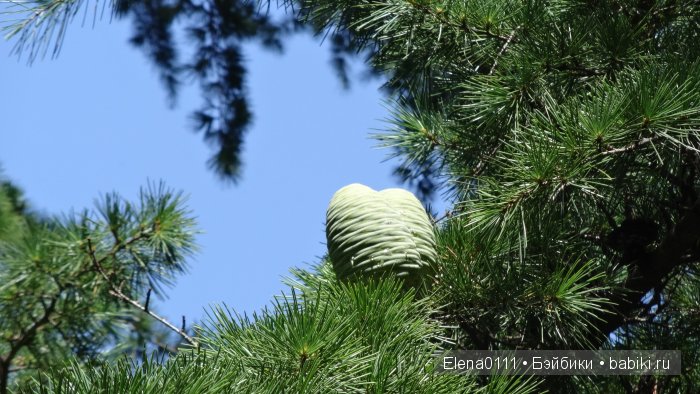 Два наряда для Саши. Sasha Morgenthaler