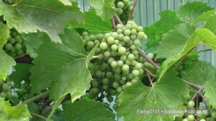 Два наряда для Саши. Sasha Morgenthaler