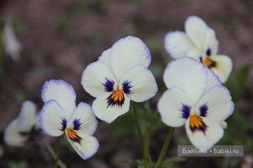 Мечтательная эльфиечка Лилу (фото 3)