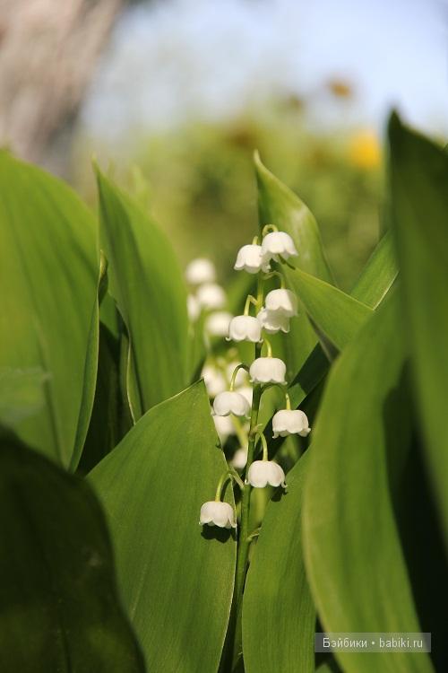 Мечтательная эльфиечка Лилу