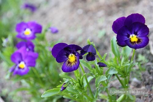 Мечтательная эльфиечка Лилу!