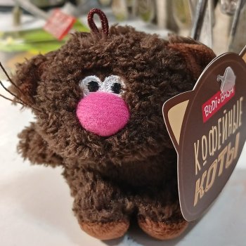 Новый член семьи - КофИ! Кофейный котик Буди Баса.