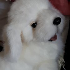 Собака Чали