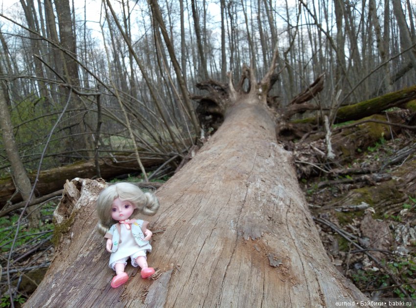 Отважная исследовательница ольшаных болот (фото 2)