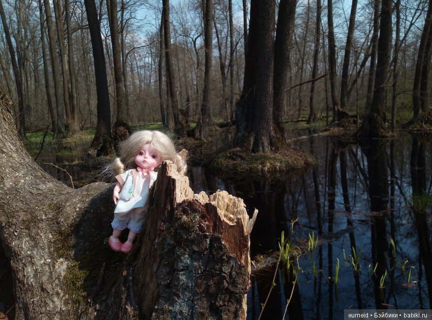 Отважная исследовательница ольшаных болот (фото 8)