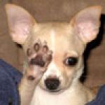 Горькие слезы и наша Почта