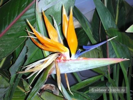 «Звериный оскал капитализма» (что ждёт вас на Коста Даураде) - Часть 2