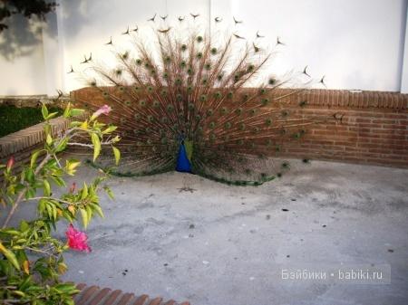 Как объять необъятное. Часть 1. Малага – мелочи жизни (фото 3)