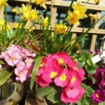 Люблю тебя, английская деревня!