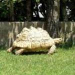 Испанские рассказы. Часть 2. Для чего козе баян? (Биопарк в Валенсии)