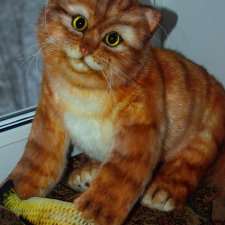 Кот Бако Кот Бако