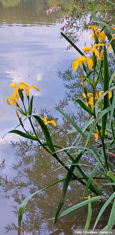 Выходные на природе - 2 — Фотоистории с куклами BJD (БЖД): сериалы