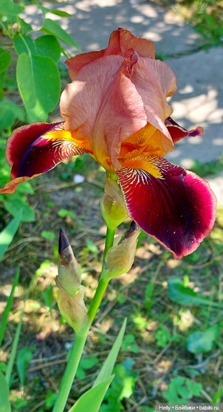 Выходные на природе - 2 — Фотоистории с куклами BJD (БЖД): сериалы