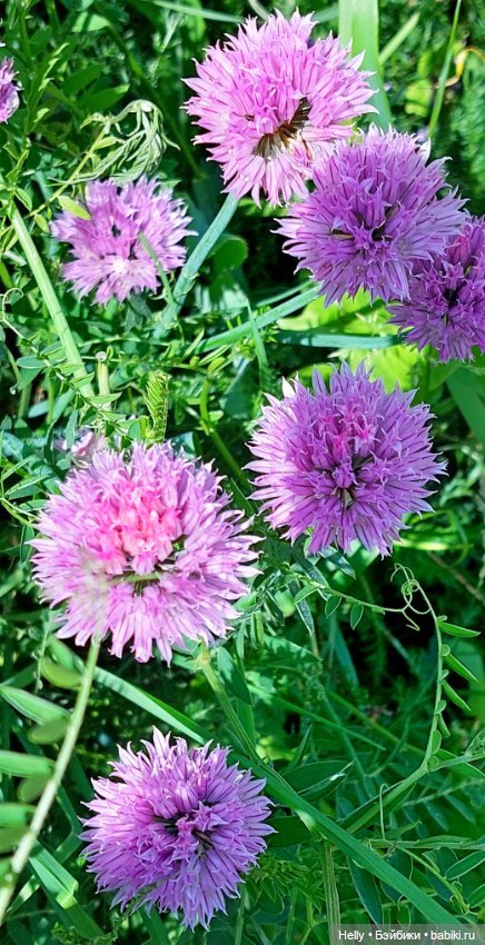 Выходные на природе - 2 — Фотоистории с куклами BJD (БЖД): сериалы