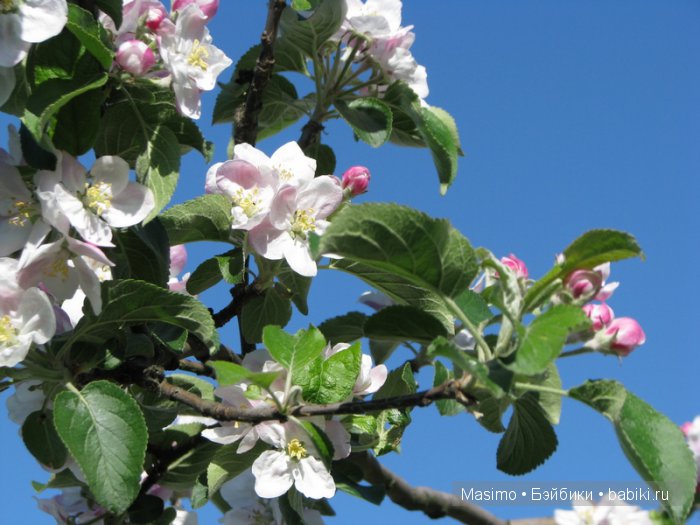 Остановись, мгновенье! Ты не столь прекрасно, сколько ты неповторимо... Куклы Paola Reina и Сorolle (фото 2)