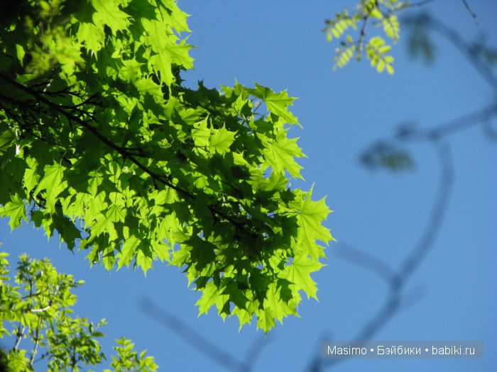 Остановись, мгновенье! Ты не столь прекрасно, сколько ты неповторимо... Куклы Paola Reina и Сorolle