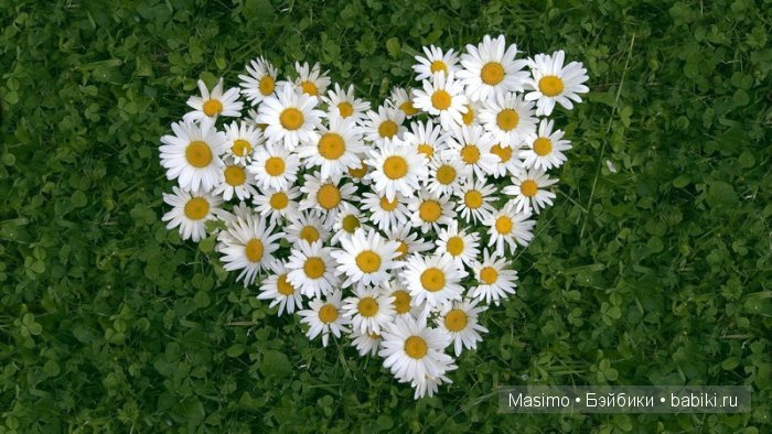 Ромашки для Минушки. Куклы Sylvia Natterer от White ballon и Betsy McCall от Tonner