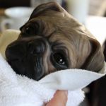 Новый молд от Дениз Пратт - очаровательный щенок Принцесса!