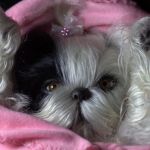 Маленький Ши-цу из молда "Принцесса"(мопс).Работа американского мастера.