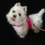 Новый молд для реборн West Highland Terrier