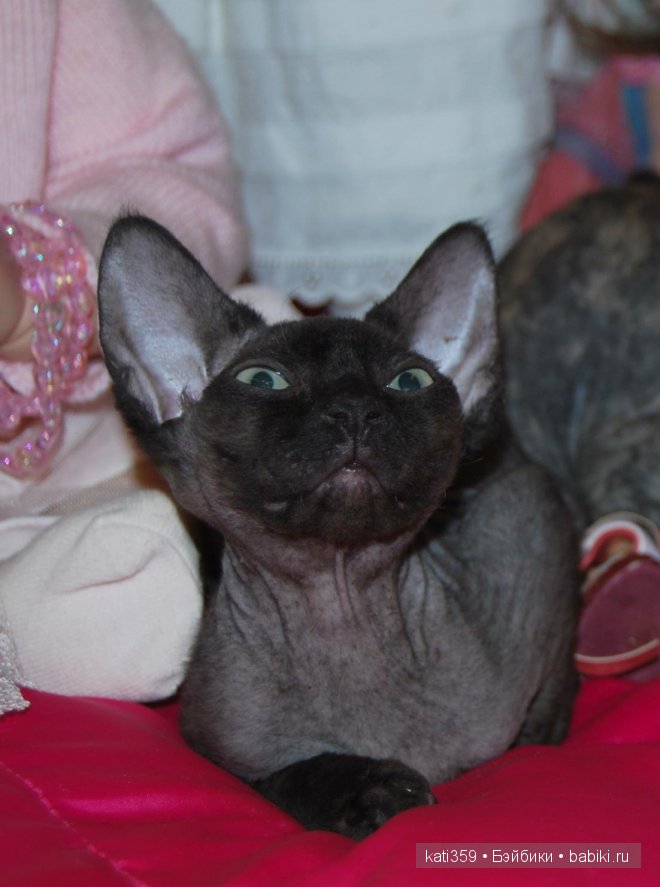 Мои куклята и любимые питомцы