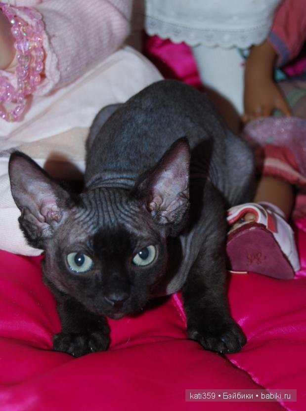 Мои куклята и любимые питомцы