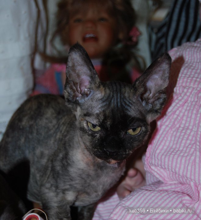 Мои куклята и любимые питомцы