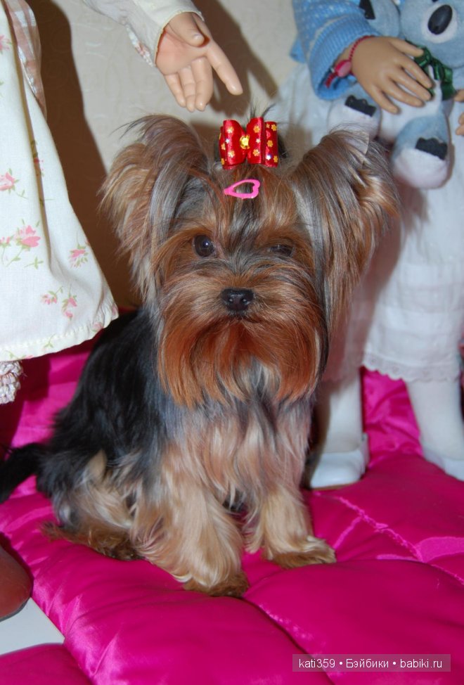 Мои куклята и любимые питомцы (фото 4)